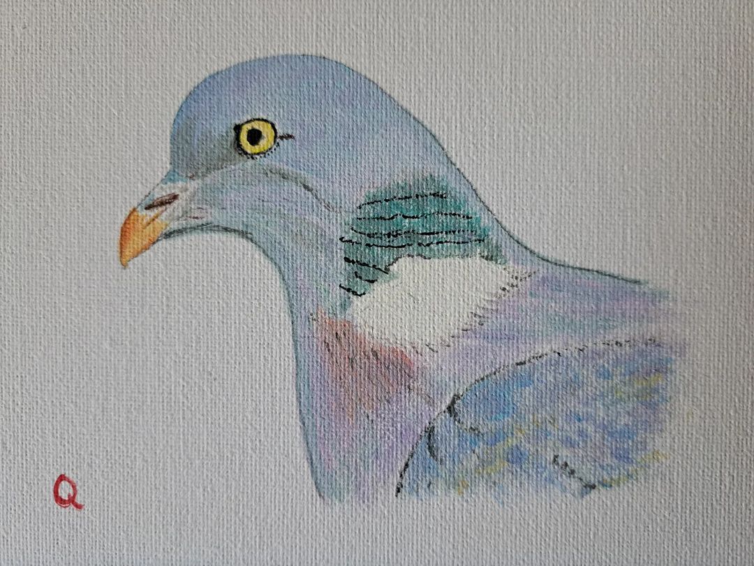 Wood Pigeon